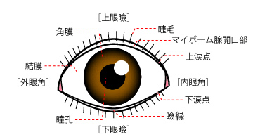 外眼部名称