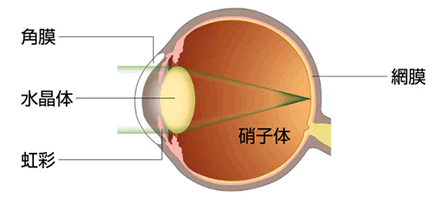 眼の構造図