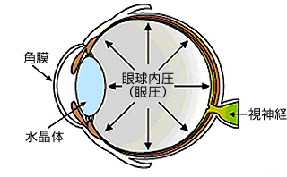 眼球の断面図