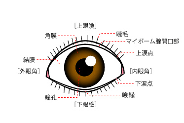 外眼部